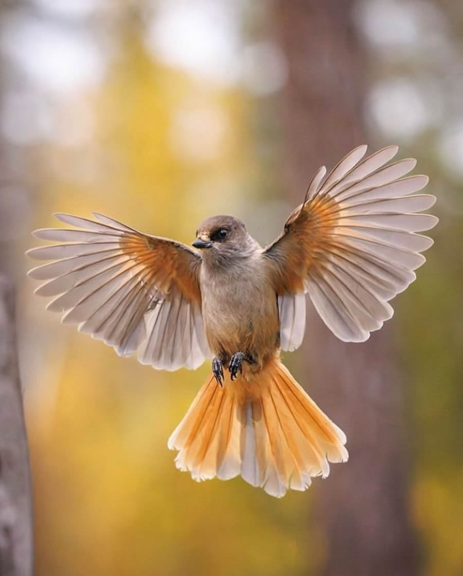 Best Bird Photos From Finland