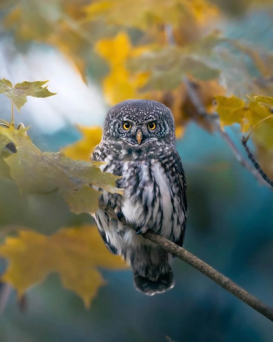 Best Bird Photos From Finland