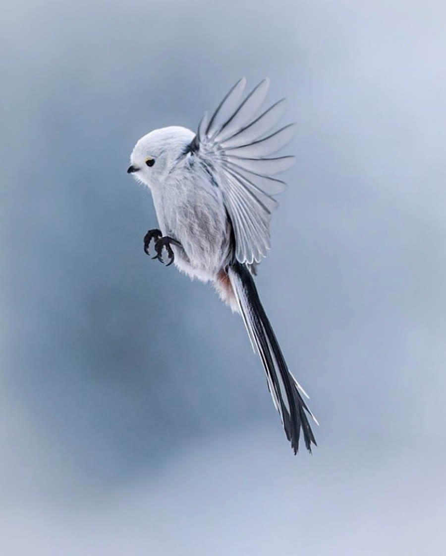 Best Bird Photos From Finland