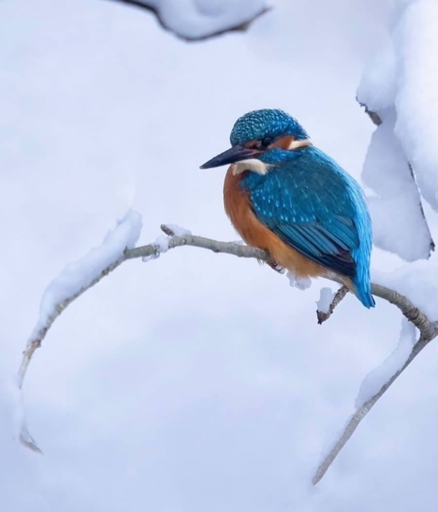 Best Bird Photos From Finland