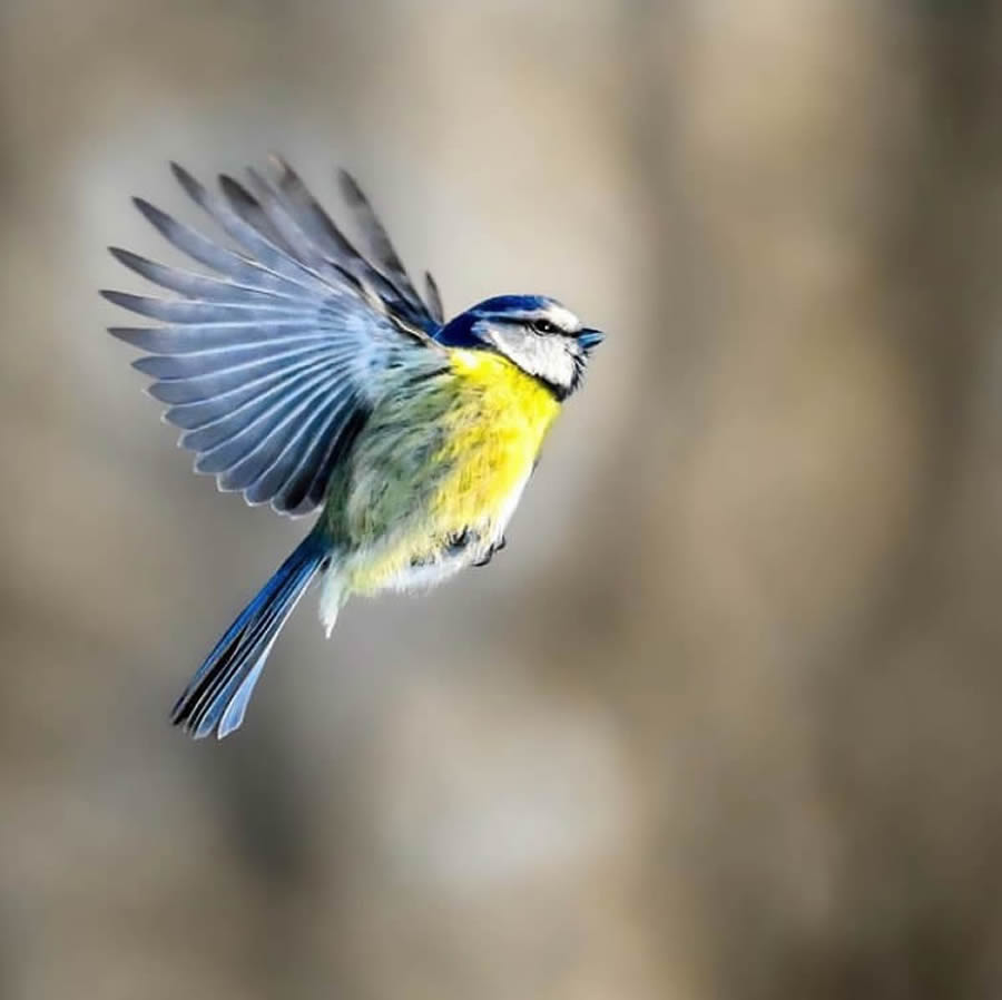 24 Breathtaking Bird Photos From Finland That Capture Nature’s Splendor