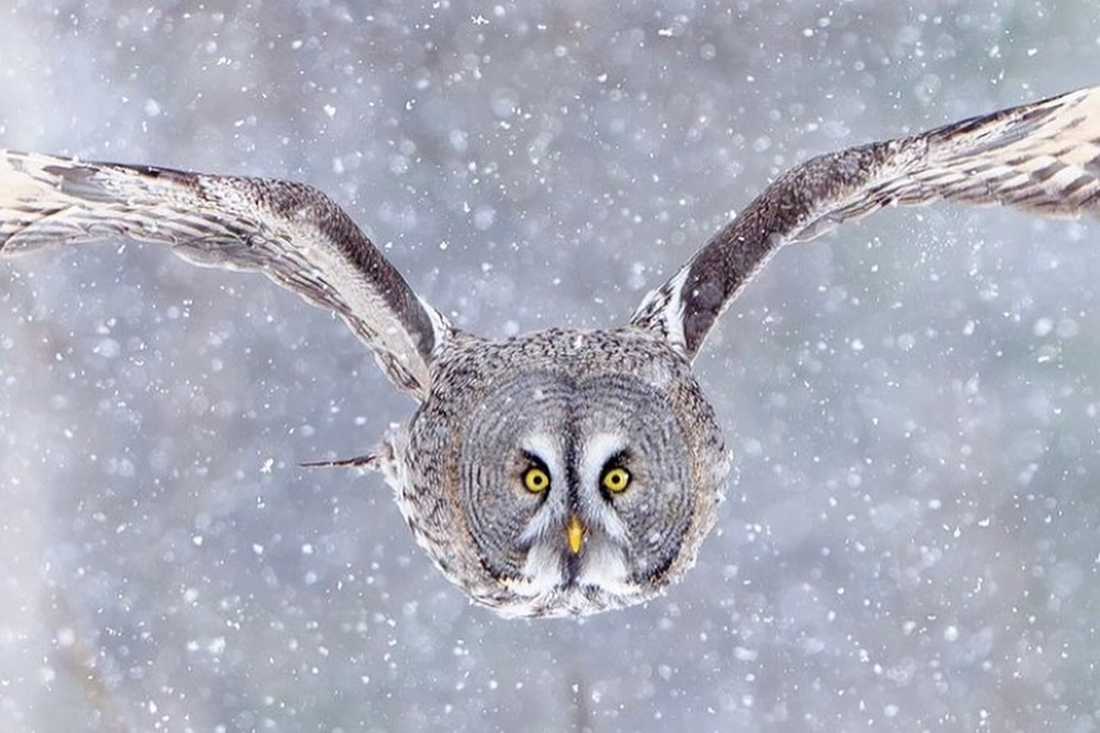 Best Bird Photos From Finland