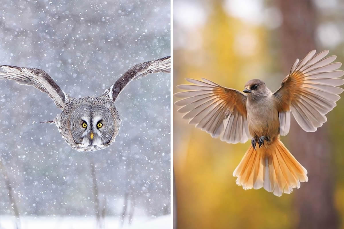 Best Bird Photos From Finland