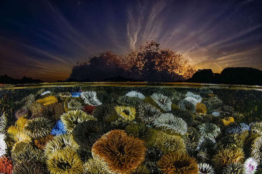 Big Picture Nature World Photography Awards 2024 Winners