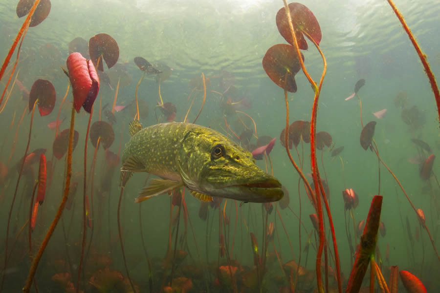 Big Picture Nature World Photography Awards 2024 Winners