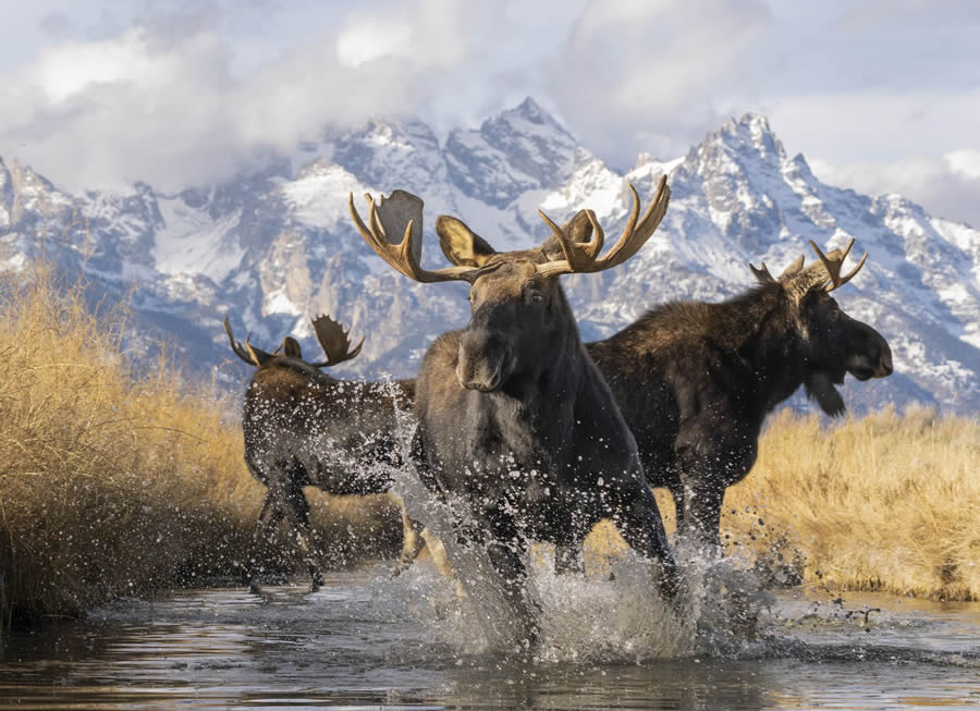 Big Picture Nature World Photography Awards 2024 Winners