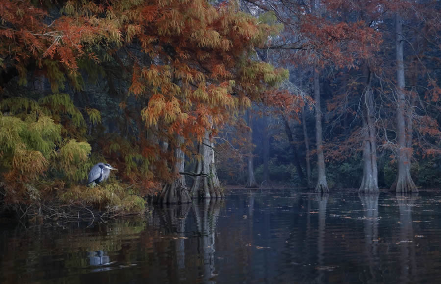 Big Picture Nature World Photography Awards 2024 Winners