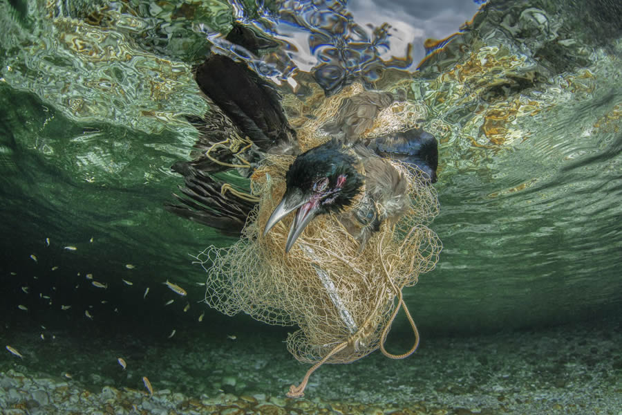 Big Picture Nature World Photography Awards 2024 Winners