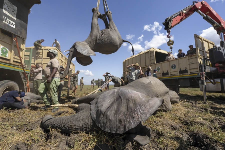 Big Picture Nature World Photography Awards 2024 Winners