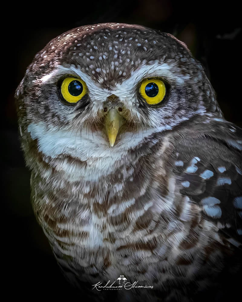 Indian Bird Photography By Shreeniwas Kandukuree