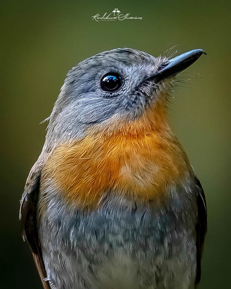 Indian Bird Photography By Shreeniwas Kandukuree