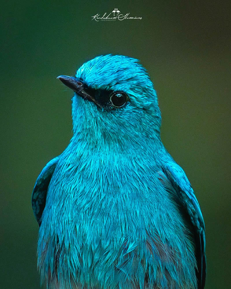 Indian Bird Photography By Shreeniwas Kandukuree