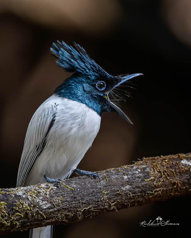 Indian Bird Photography By Shreeniwas Kandukuree