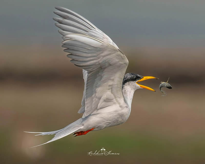 Indian Bird Photography By Shreeniwas Kandukuree