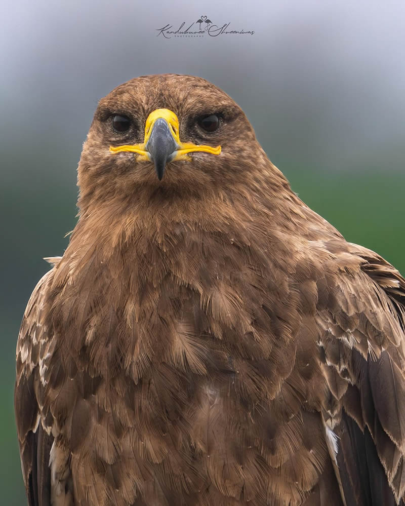 Indian Bird Photography By Shreeniwas Kandukuree