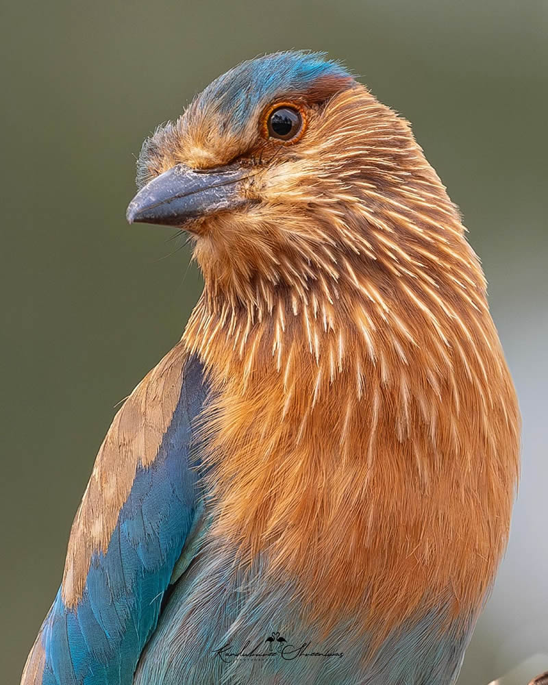 Indian Bird Photography By Shreeniwas Kandukuree