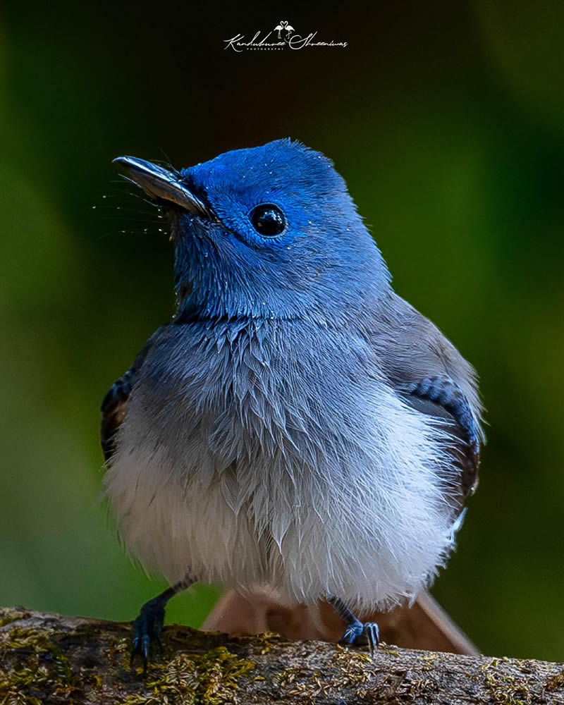 Indian Bird Photography By Shreeniwas Kandukuree