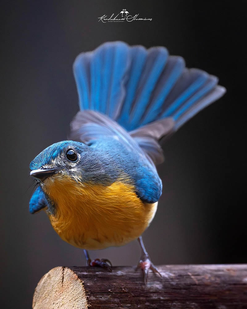 Indian Bird Photography By Shreeniwas Kandukuree