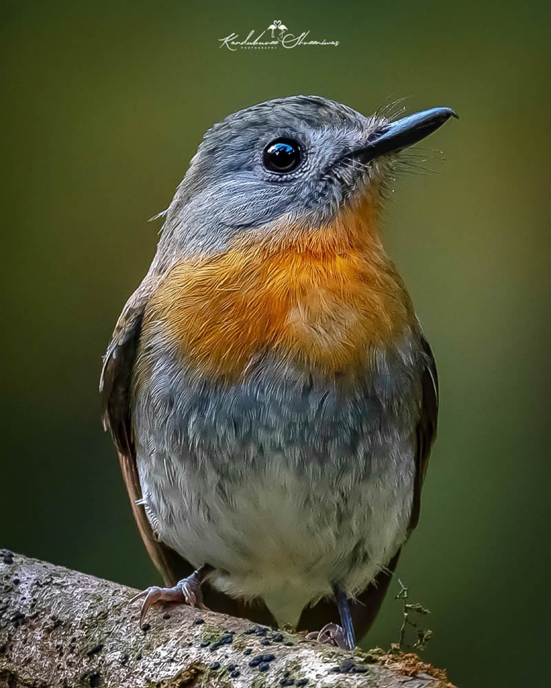 Indian Bird Photography By Shreeniwas Kandukuree