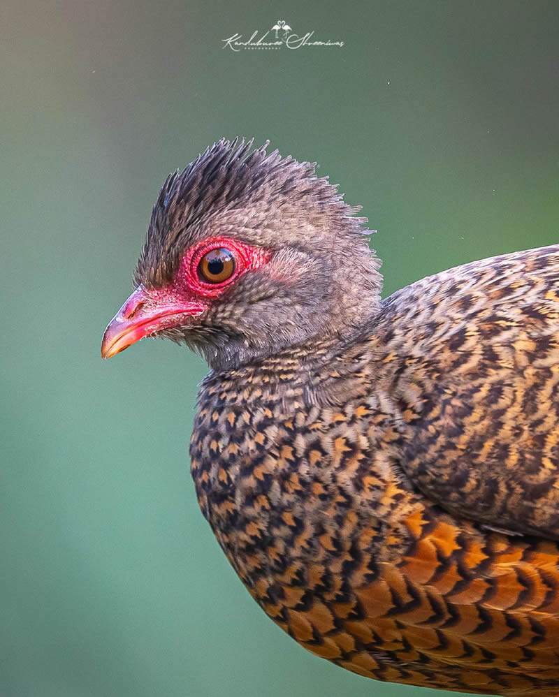 Indian Bird Photography By Shreeniwas Kandukuree