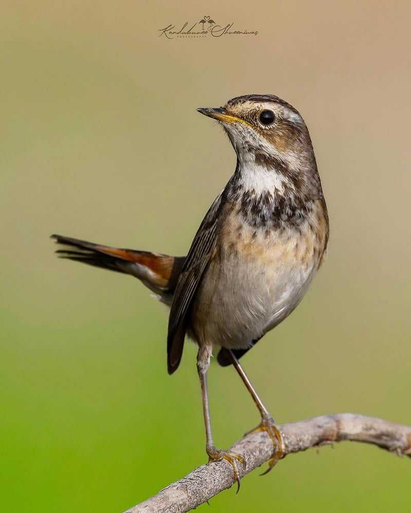 Indian Bird Photography By Shreeniwas Kandukuree