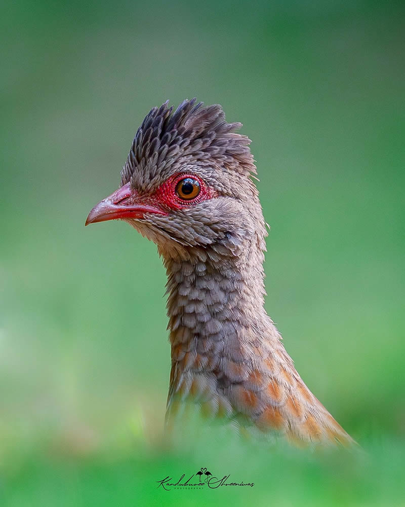 Indian Bird Photography By Shreeniwas Kandukuree