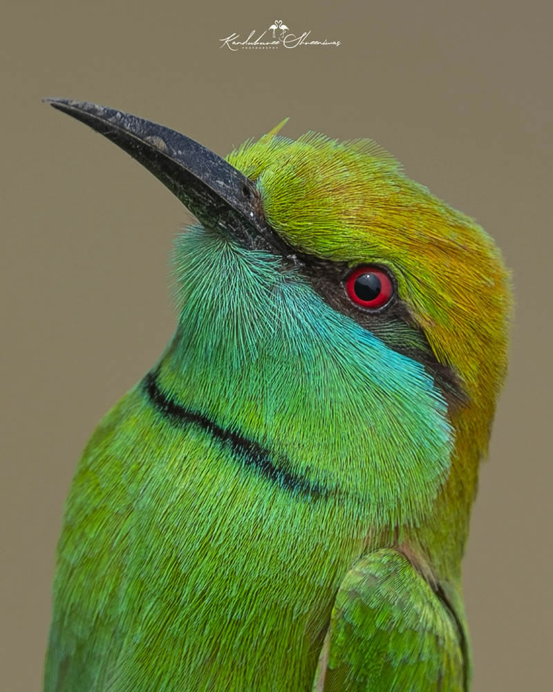 Indian Bird Photography By Shreeniwas Kandukuree