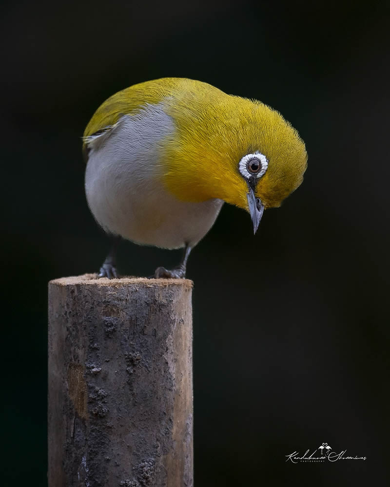 Indian Bird Photography By Shreeniwas Kandukuree