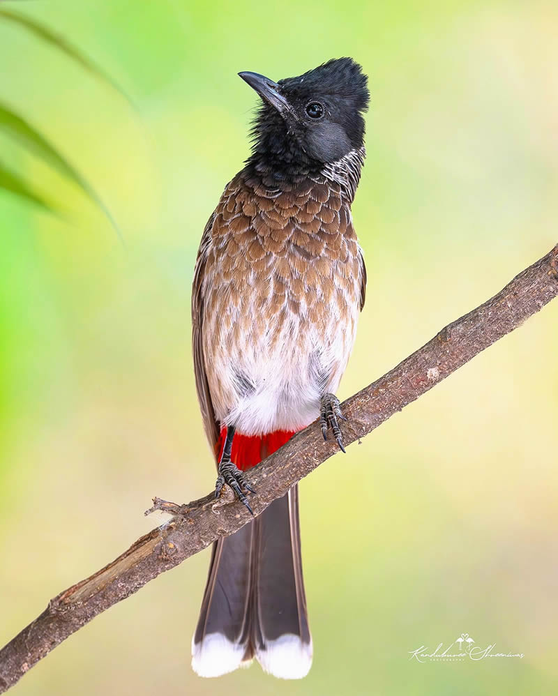 Indian Bird Photography By Shreeniwas Kandukuree