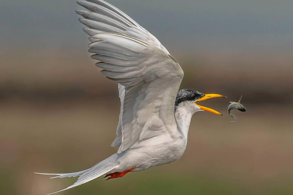 Indian Bird Photography By Shreeniwas Kandukuree