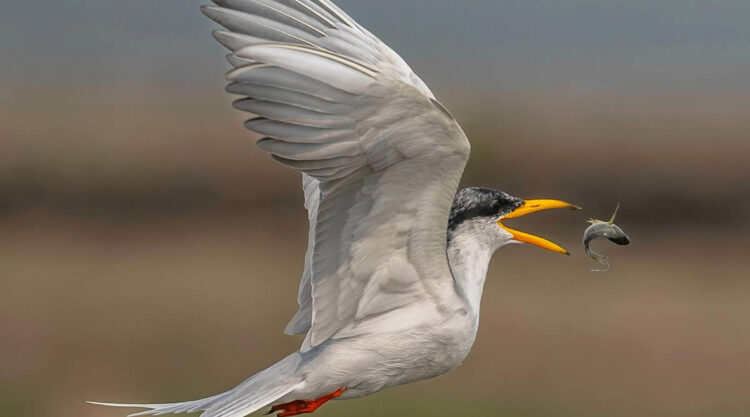 Indian Bird Photography By Shreeniwas Kandukuree