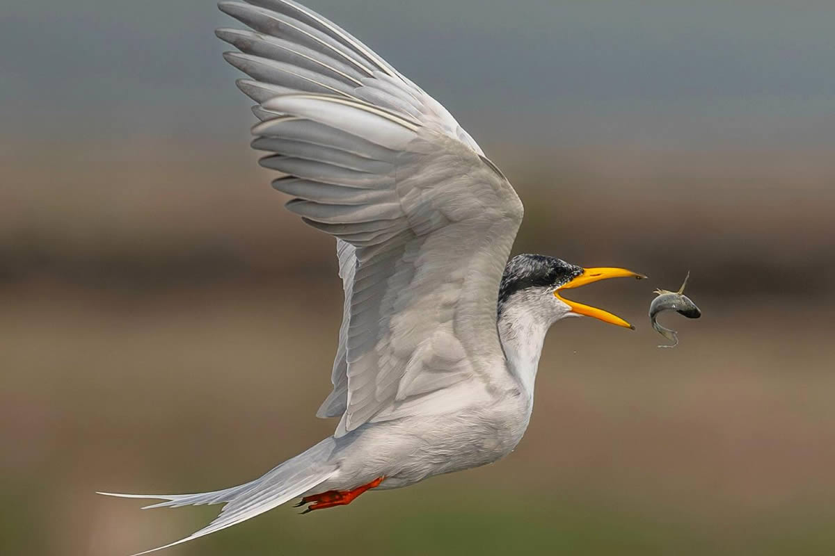 Indian Bird Photography By Shreeniwas Kandukuree