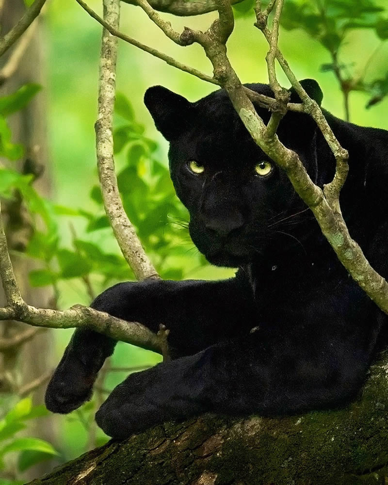 Black Panther Roaming In The Jungles Of India By Mithun Hunugund