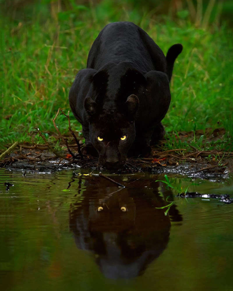 Black Panther Roaming In The Jungles Of India By Mithun Hunugund