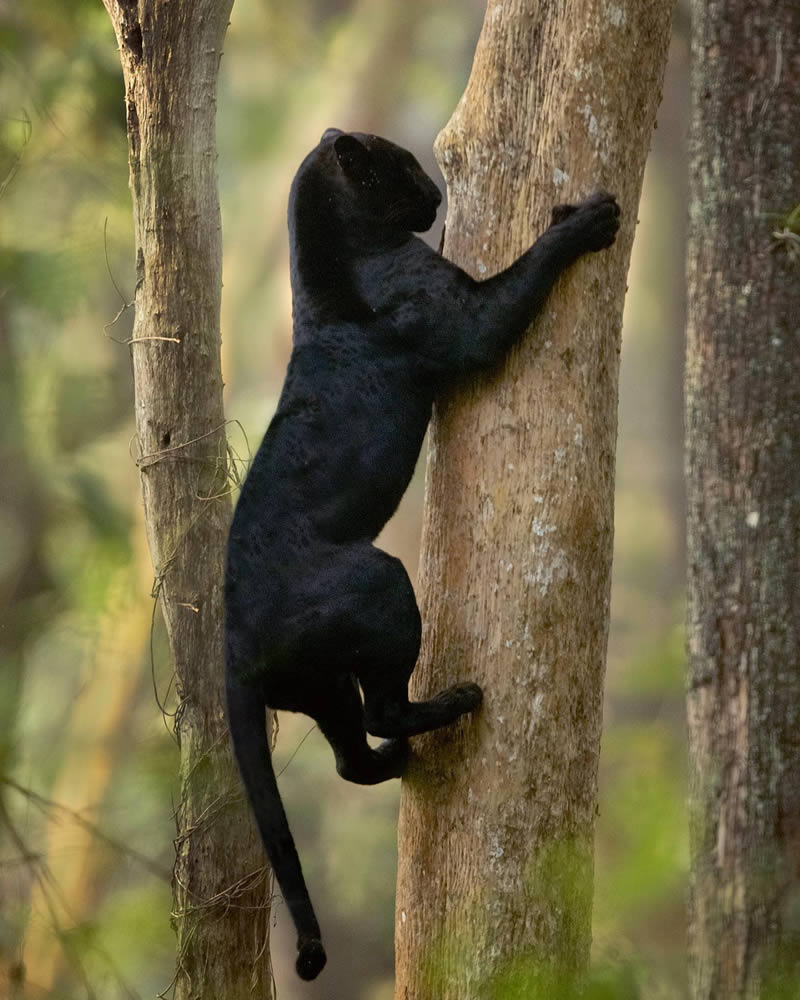 Black Panther Roaming In The Jungles Of India By Mithun Hunugund