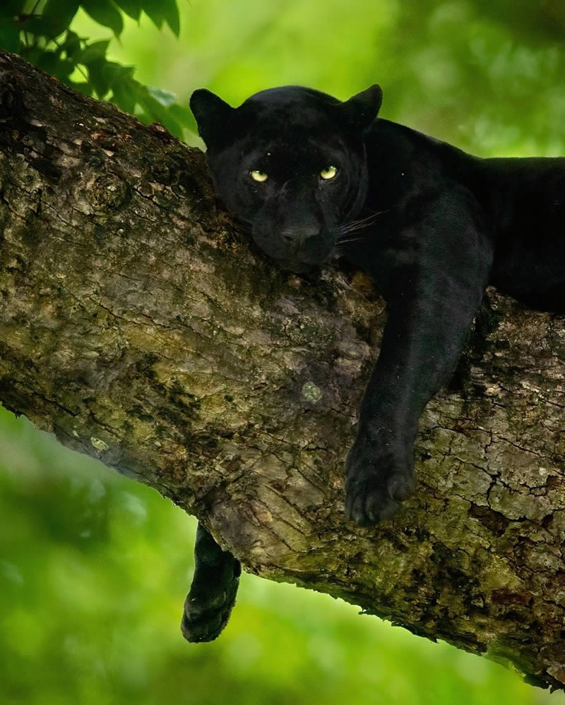 Black Panther Roaming In The Jungles Of India By Mithun Hunugund