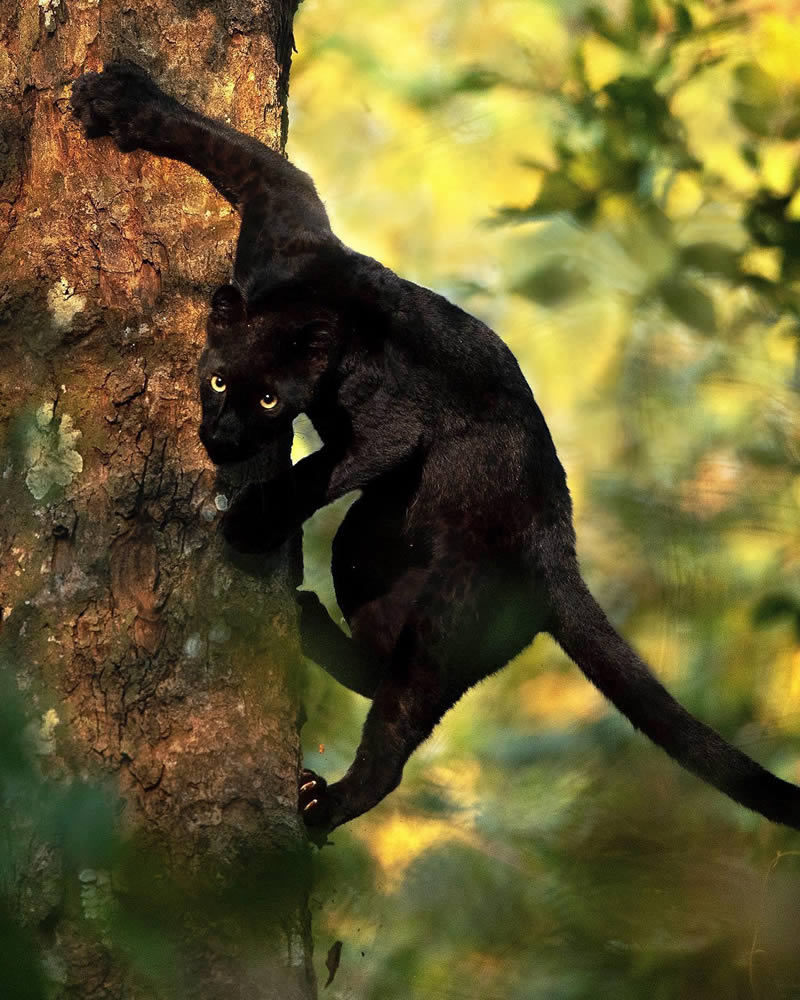 Black Panther Roaming In The Jungles Of India By Mithun Hunugund