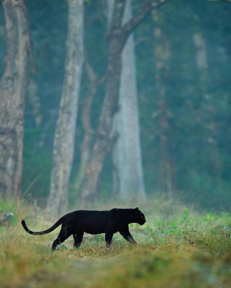 Black Panther Roaming In The Jungles Of India By Mithun Hunugund