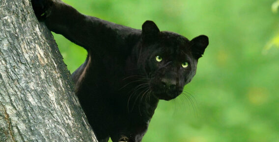 Photographer Mithun Hunugund Captures Amazing Photos Of Black Panther Roaming In The Jungles Of India