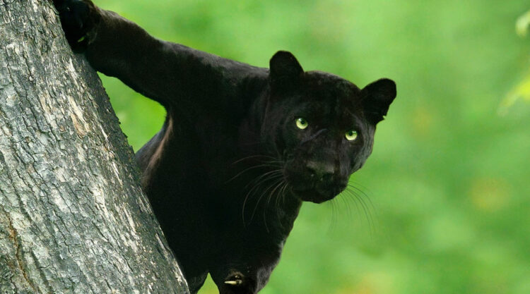 Black Panther Roaming In The Jungles Of India By Mithun Hunugund