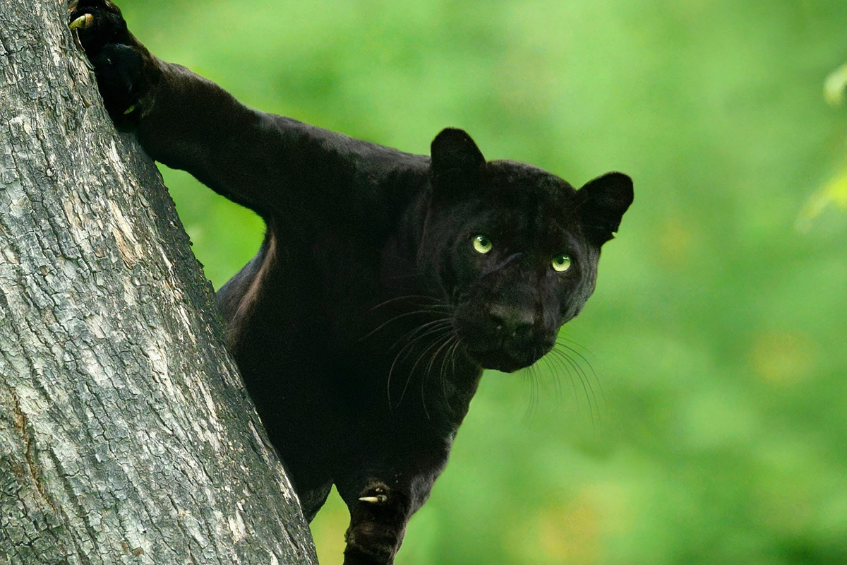 Black Panther Roaming In The Jungles Of India By Mithun Hunugund