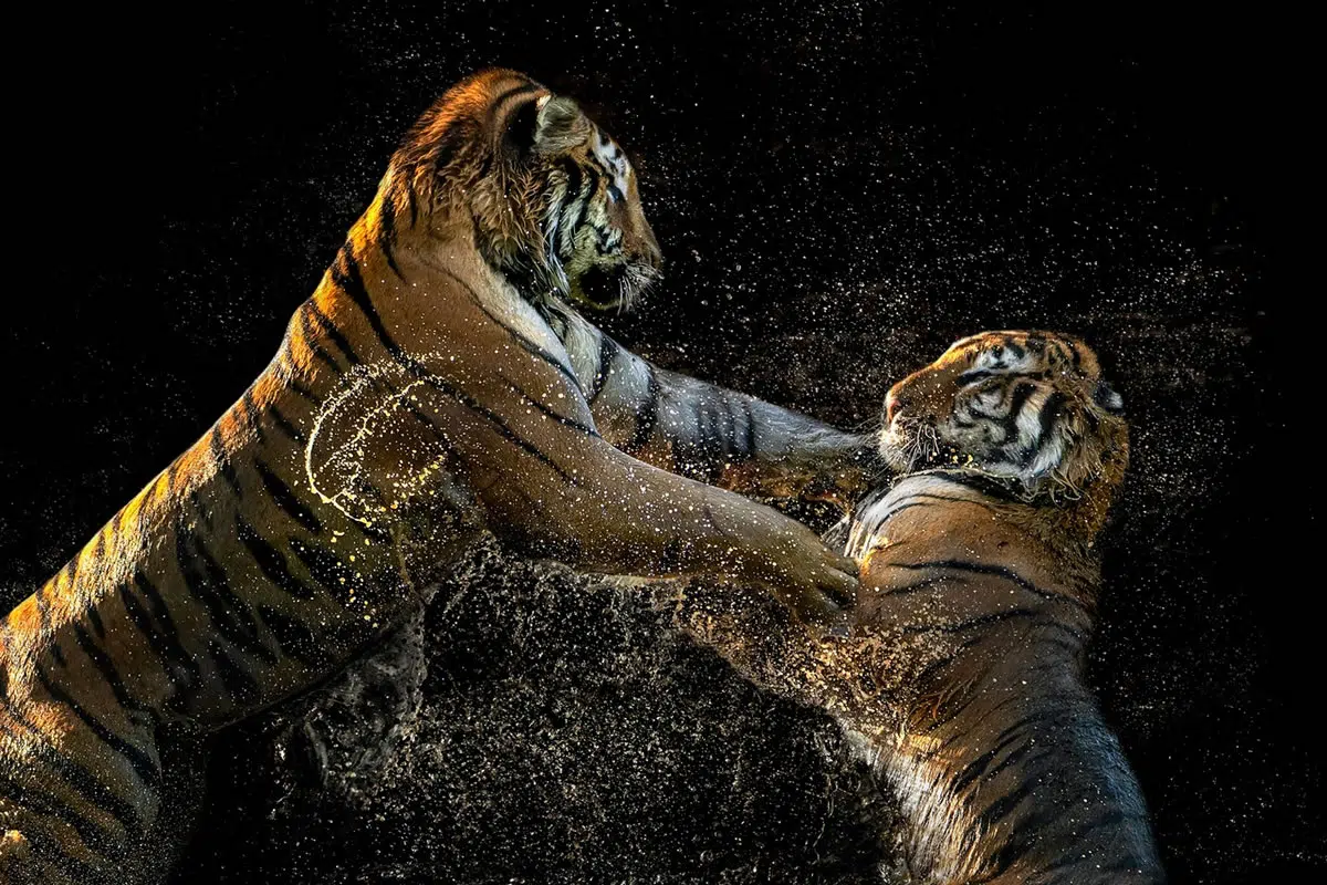 Close Up Portraits Of Animals