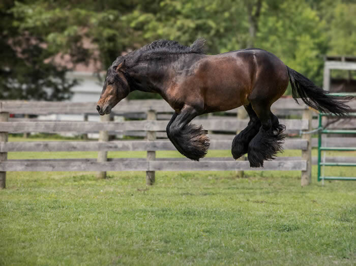 15 Hilarious Winning Photos From The Comedy Pet Photo Awards 2024