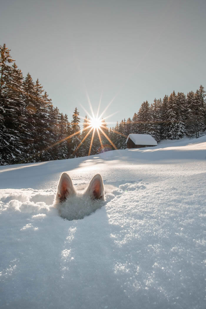 Comedy Pet Photography Awards 2024 Winners