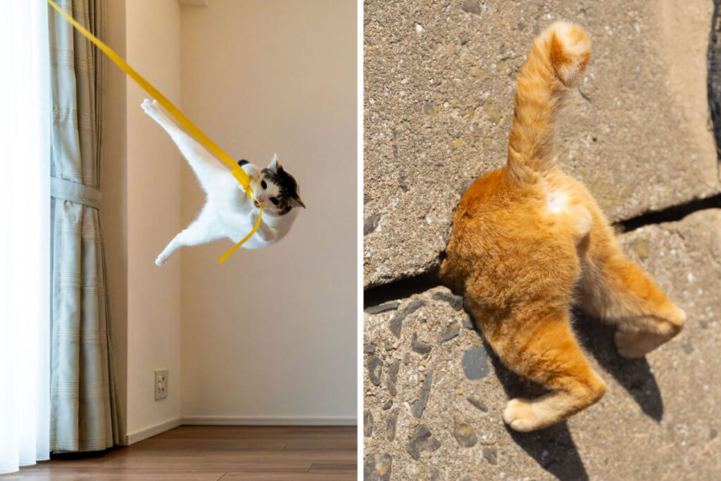 Comedy Pet Photography Awards 2024 Winners