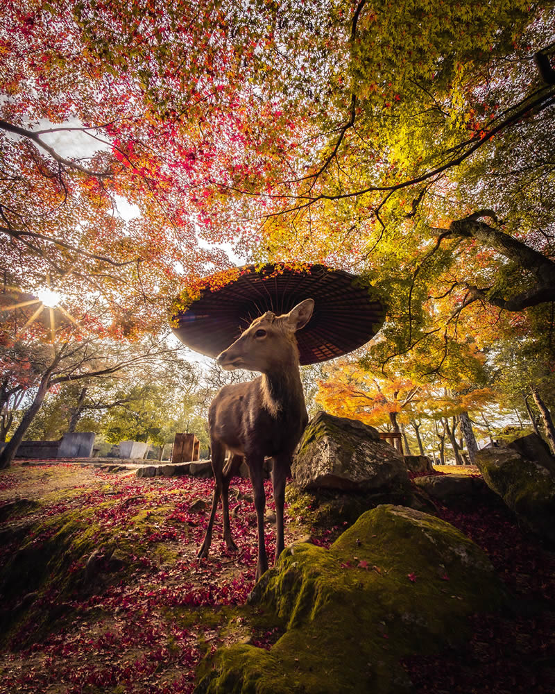 Japan Nature Landscape Photography By Hisa Matsumura