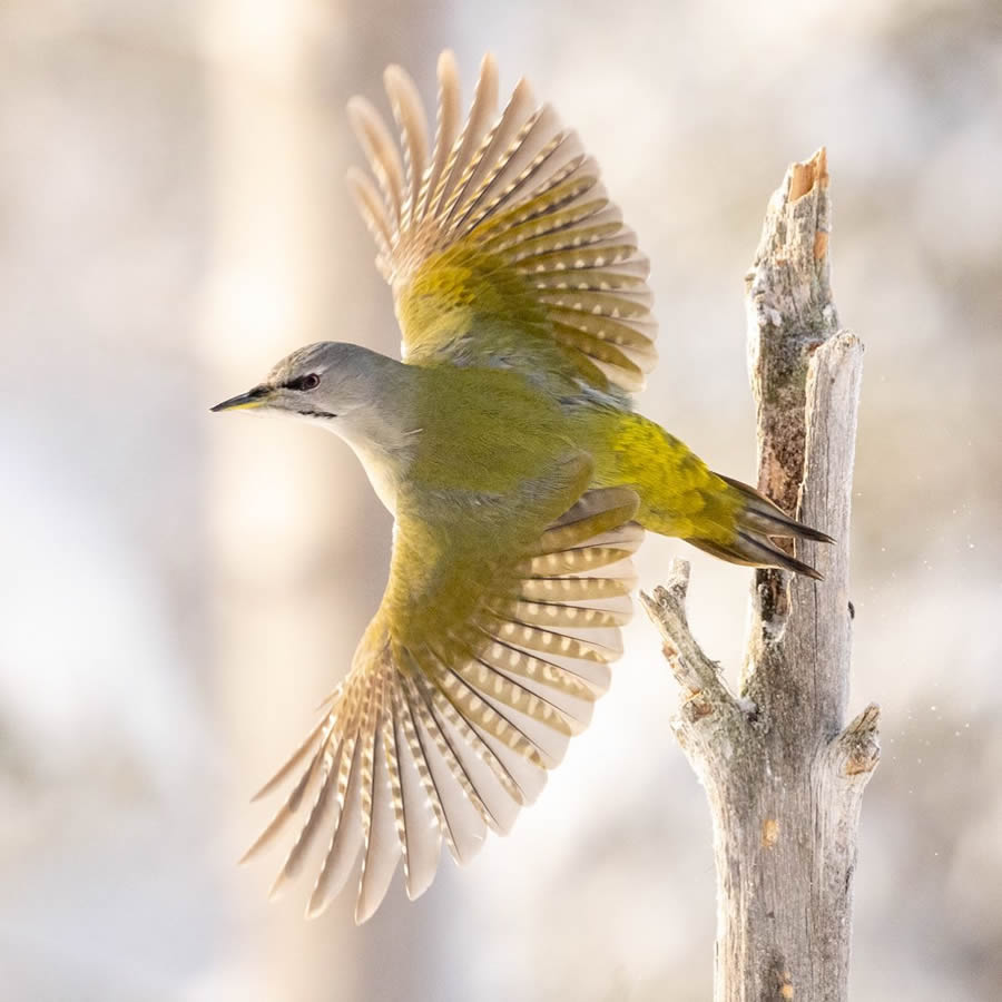 Finland Bird Photography By Mikko Oivukka