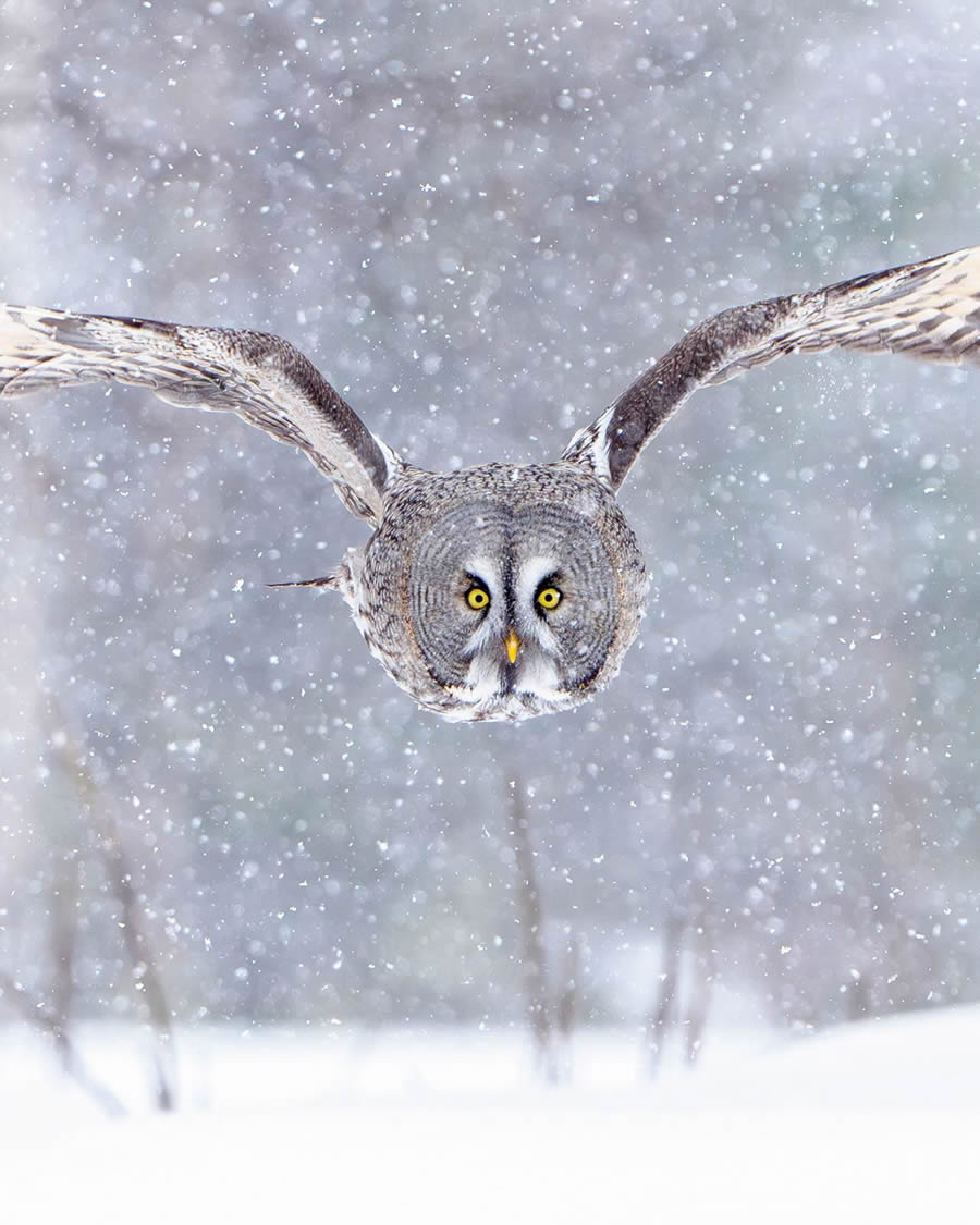 Finland Bird Photography By Mikko Oivukka