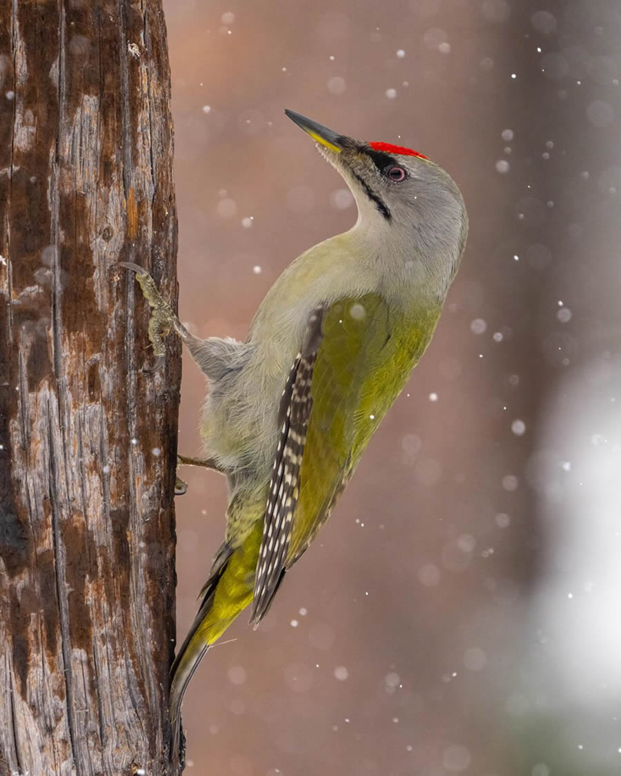 Finland Bird Photography By Mikko Oivukka