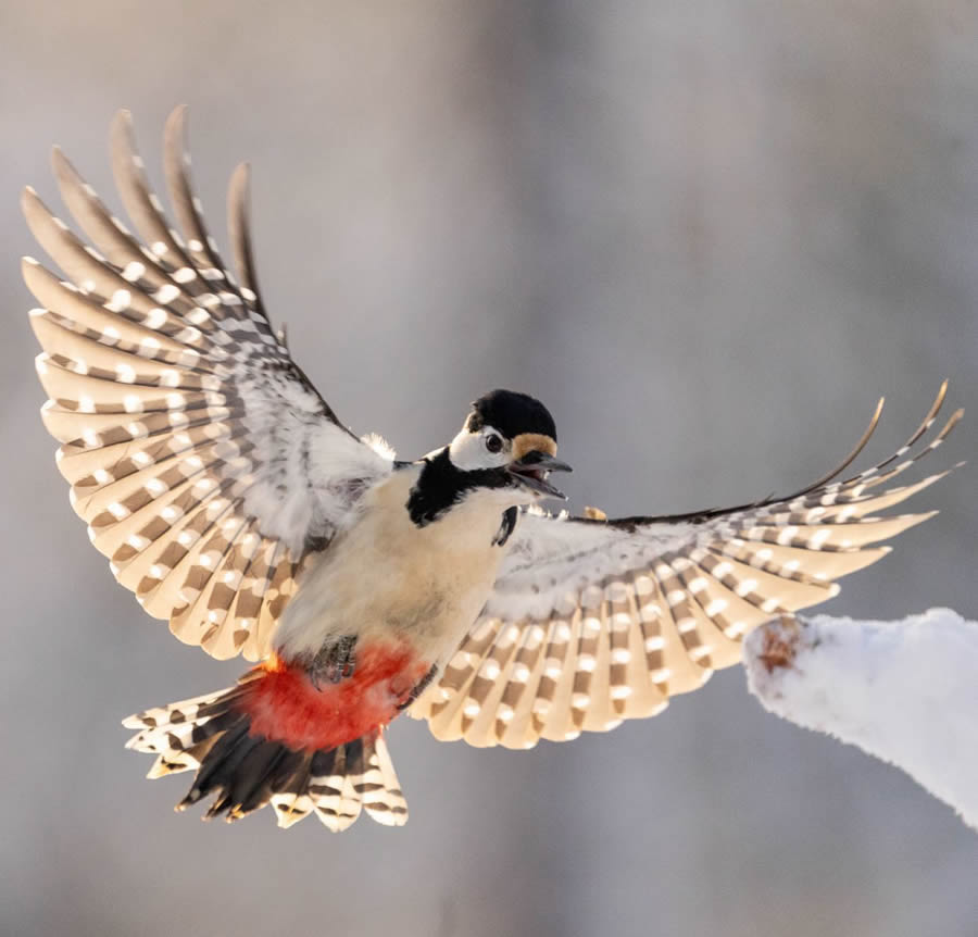 Finland Bird Photography By Mikko Oivukka